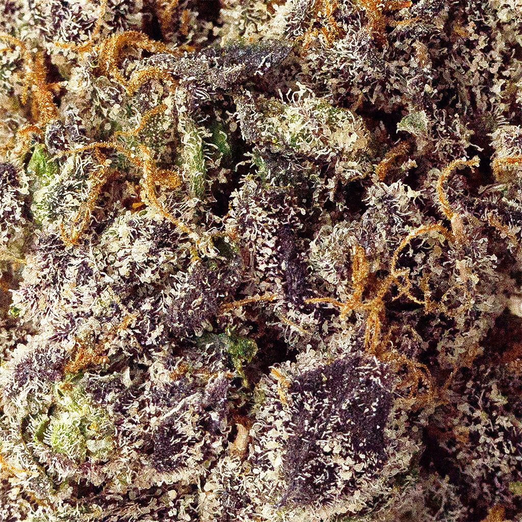 Acaiberry Gelato