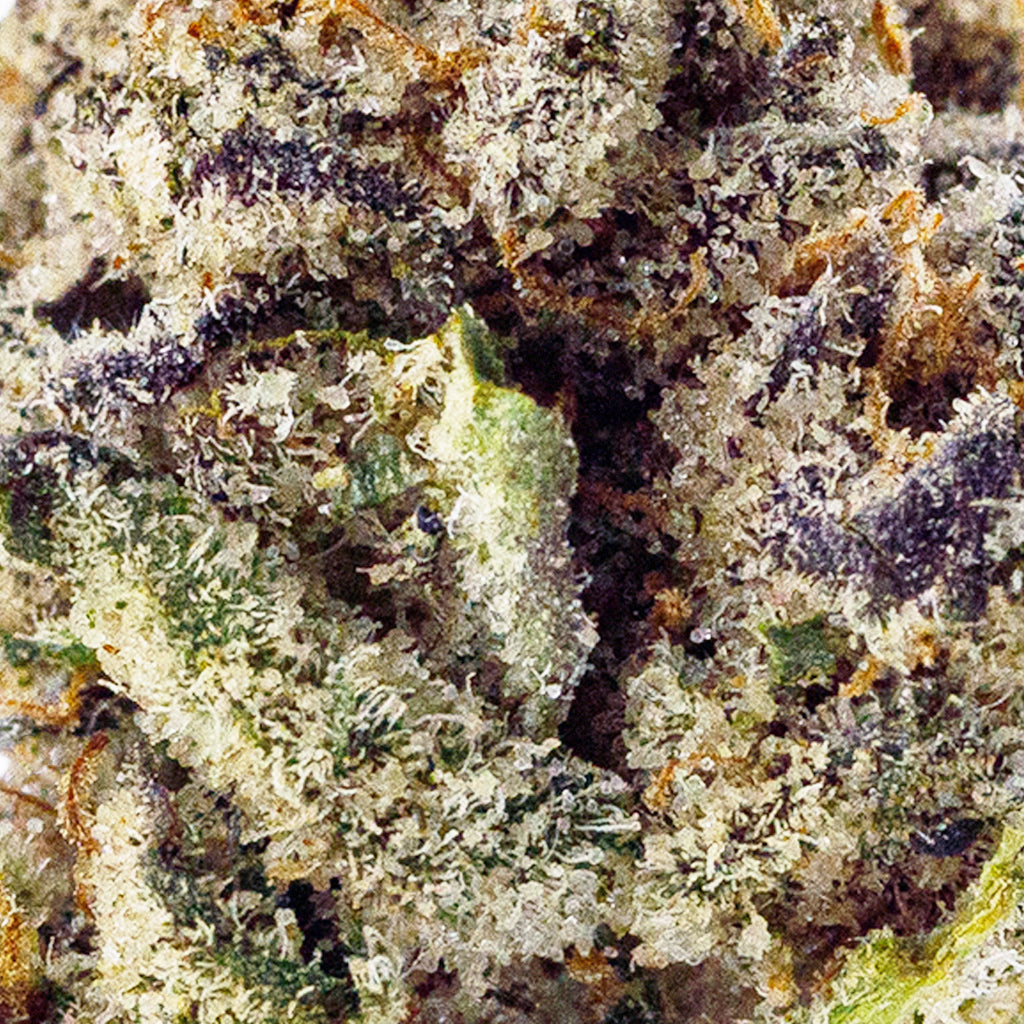 Black Truffle