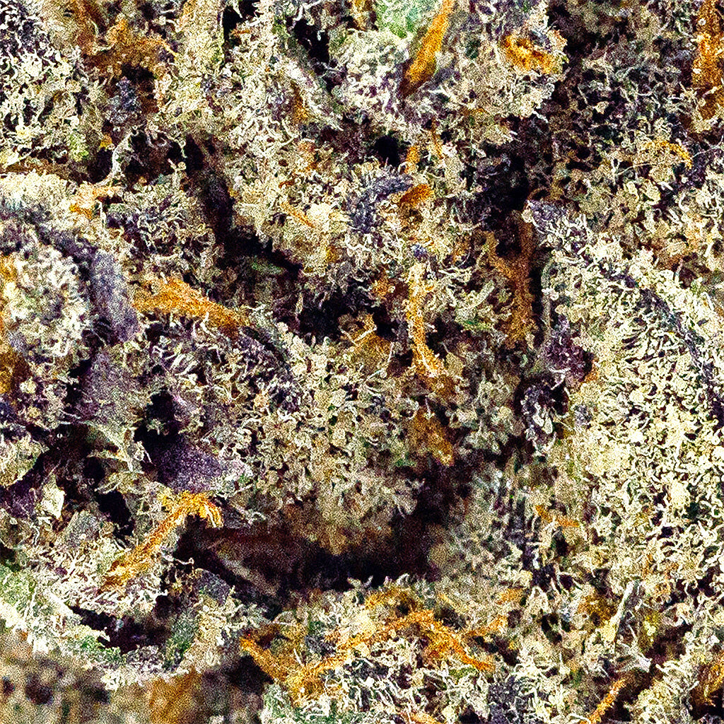 Groovy Grape