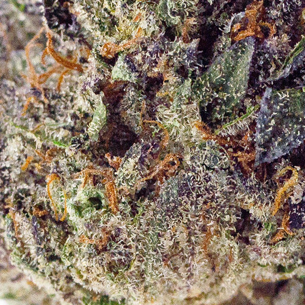 Tropicana Cherry